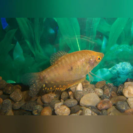6-21.webp Gold Gourami