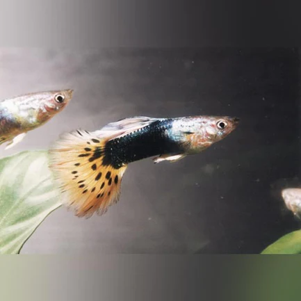 6-22.webp Black Leopard Guppy (Pair)
