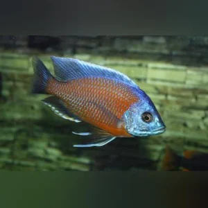 Borleyi Kadango Cichlid