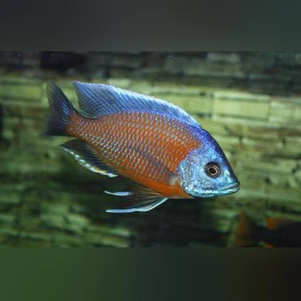 6-3.webp Borleyi Kadango Cichlid