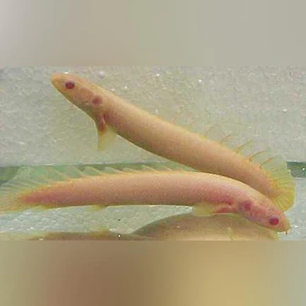 6-4.webp Albino Senegalese Bichir