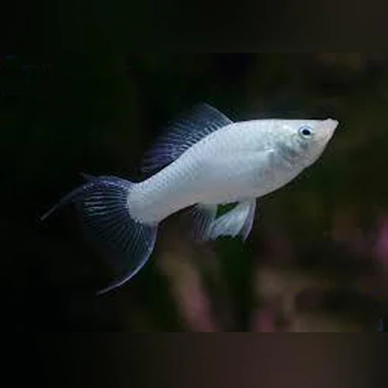 6-6.webp Platinum Lyre Molly