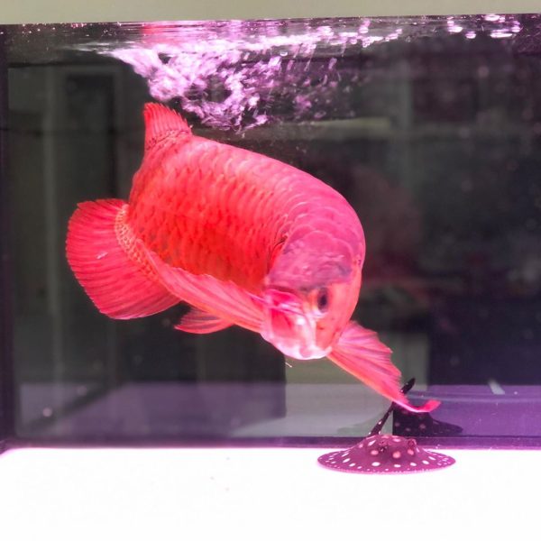 6.jpg Blood Red Arowana Fish