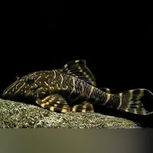 6-8-1.webp L-104 Clown Stripe Pleco