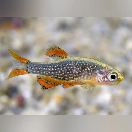 6-9.webp Galaxy Rasbora