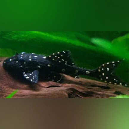 60-1-1.webp Pleco Adonis L-155