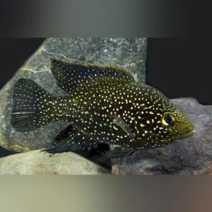 60-1.webp Polleni Cichlid