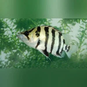 60-2.webp Silver Tiger Datnoid