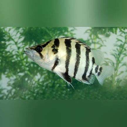 60-2.webp Silver Tiger Datnoid