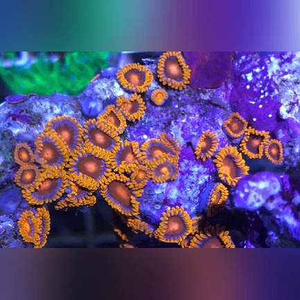 60.webp Orange Bam Bam Zoanthid