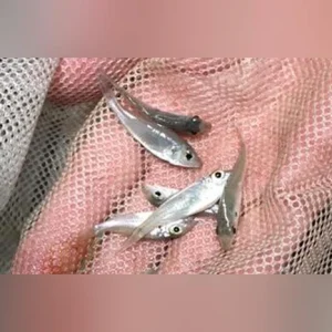 61-1.webp Rasberry Head Callochromis