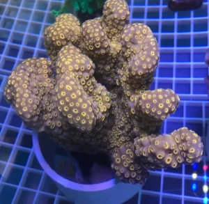 61.webp Orange Pavona