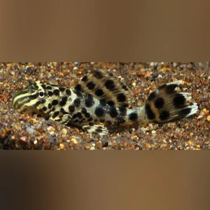 62-1.webp Ranger Pleco