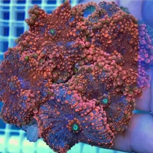 62.webp Orange Ricordia Mushroom