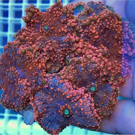 62.webp Orange Ricordia Mushroom