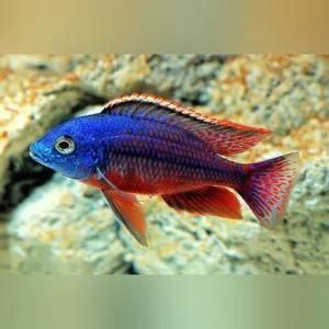 63-1.webp Red Empress Cichlid