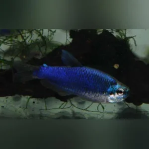 63-2.webp Super Blue Emperor Tetra