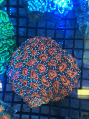 63.webp Orange/Green Crush Acan Echinata Coral