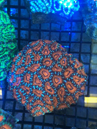 63.webp Orange/Green Crush Acan Echinata Coral