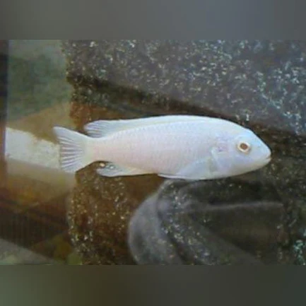 64-1.webp Snow White Cichlid