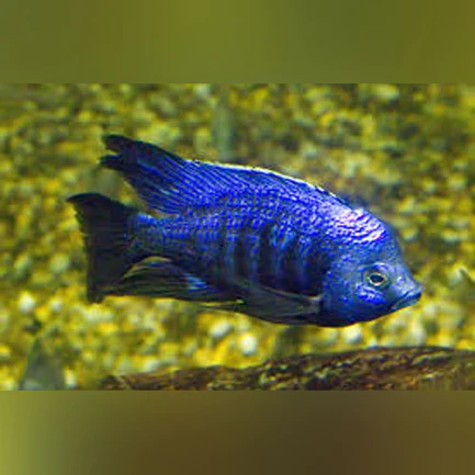 65-1.webp Star Sapphire Cichlid