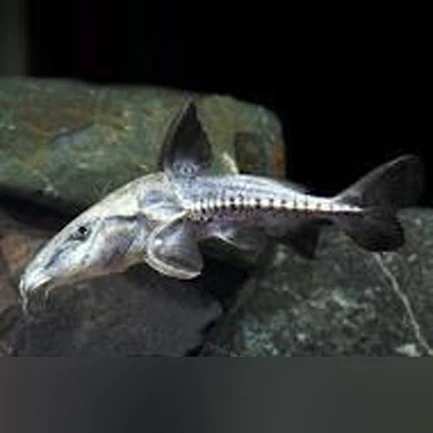 65-3.webp Turushuki Catfish