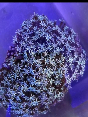 65.webp Pipe Organ White Coral