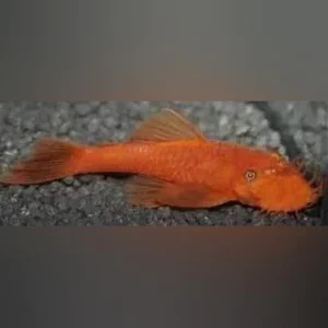 66-1.webp Super Red L-144 Bushynose Pleco