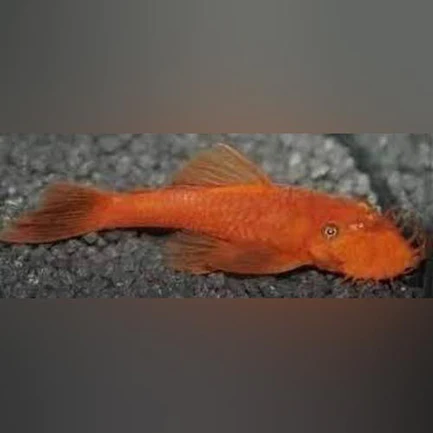 66-1.webp Super Red L-144 Bushynose Pleco