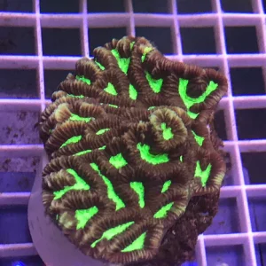 66.webp Platygyra Colored Coral