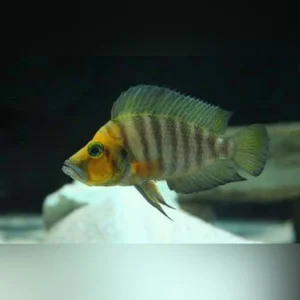 67-1.webp Sumbu Dwarf Compressiceps Cichlid