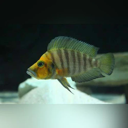 Sumbu Dwarf Compressiceps Cichlid