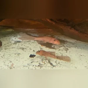 67-2.webp Super Red L-144 Bushynose Pleco Long-fin