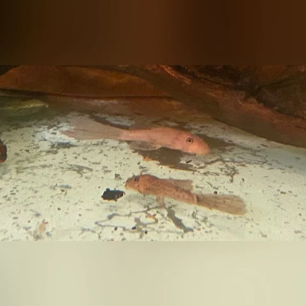 Super Red L-144 Bushynose Pleco Long-fin