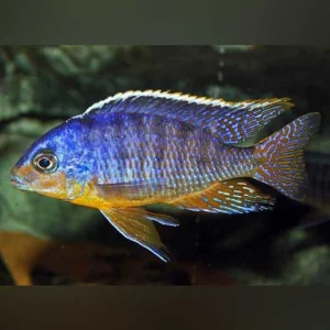68-1.webp Taiwan Reef Cichlid