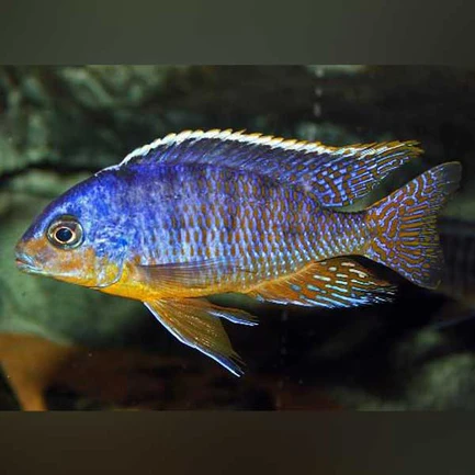 68-1.webp Taiwan Reef Cichlid