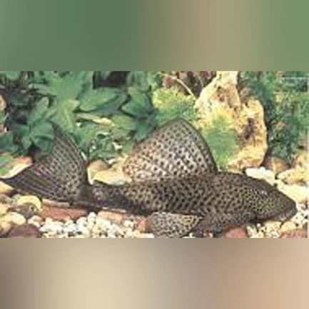 68-2.webp Trinidad Pleco