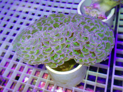 68.webp Purple Tip Hammer Coral
