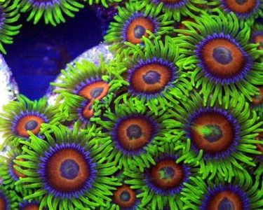 69.webp Rainbow Coral Polyp