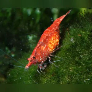 7-12-1.webp Super Red Shrimp