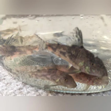 7-12.webp Barbatus cory