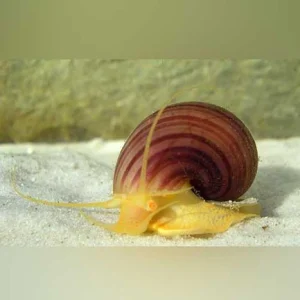 7-13.webp Albino Mystery Snail
