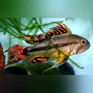 7-14-1.webp Apisto Cacatuoides