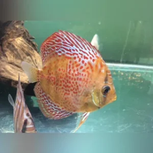 Leopard Skin Discus