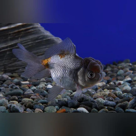 7-15.webp Blue Oranda Goldfish