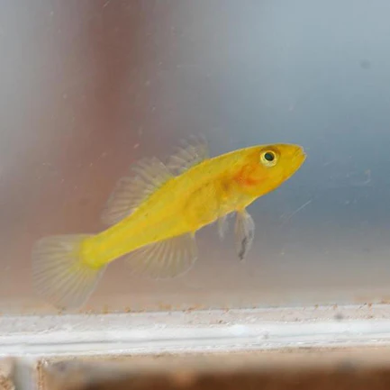 7-17.webp Golden Baby Goby
