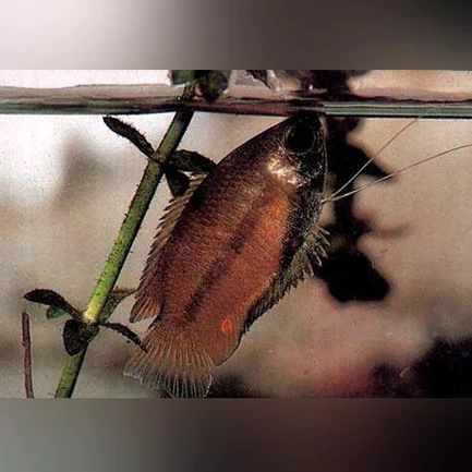 7-18.webp Honey Dwarf Gourami