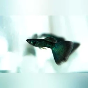 7-19.webp Black Moscow Guppy (Pair)