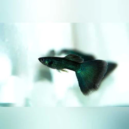 7-19.webp Black Moscow Guppy (Pair)
