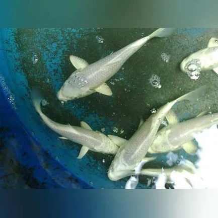 7-2-1.webp Platinum Ogon Koi